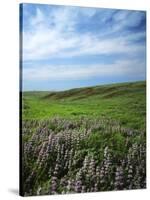 Big Basin Prairie Preserve, Kansas, USA-Charles Gurche-Stretched Canvas