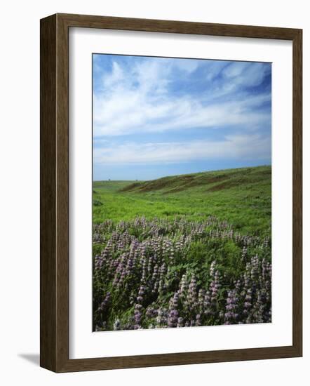 Big Basin Prairie Preserve, Kansas, USA-Charles Gurche-Framed Photographic Print