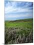 Big Basin Prairie Preserve, Kansas, USA-Charles Gurche-Mounted Photographic Print