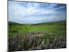 Big Basin Prairie Preserve, Kansas, USA-Charles Gurche-Mounted Photographic Print