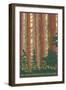 Big Basin Redwoods State Park - Forest View-Lantern Press-Framed Art Print