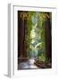 Big Basin Redwoods State Park - Pathway in Trees-Lantern Press-Framed Art Print