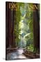 Big Basin Redwoods State Park - Pathway in Trees-Lantern Press-Stretched Canvas