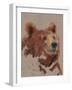 Big Bear II-Jacob Green-Framed Art Print