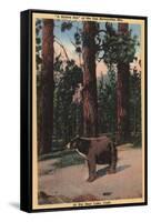 Big Bear Lake, California - A Brown Bear in the Woods-Lantern Press-Framed Stretched Canvas