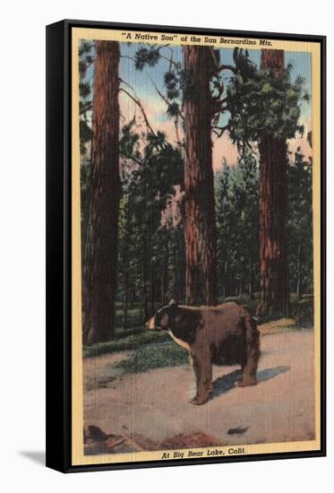 Big Bear Lake, California - A Brown Bear in the Woods-Lantern Press-Framed Stretched Canvas
