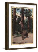 Big Bear Lake, California - A Brown Bear in the Woods-Lantern Press-Framed Art Print