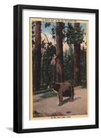 Big Bear Lake, California - A Brown Bear in the Woods-Lantern Press-Framed Art Print