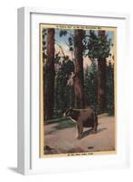 Big Bear Lake, California - A Brown Bear in the Woods-Lantern Press-Framed Art Print