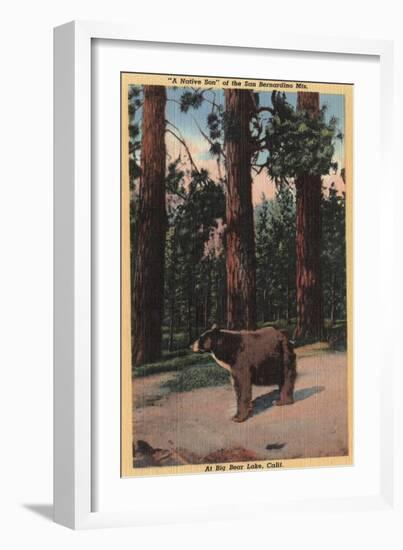Big Bear Lake, California - A Brown Bear in the Woods-Lantern Press-Framed Art Print