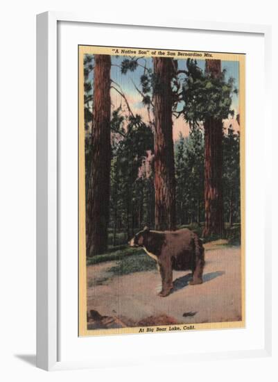 Big Bear Lake, California - A Brown Bear in the Woods-Lantern Press-Framed Art Print