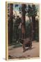 Big Bear Lake, California - A Brown Bear in the Woods-Lantern Press-Stretched Canvas