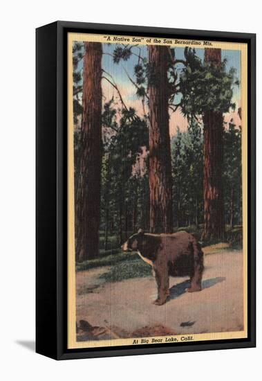 Big Bear Lake, California - A Brown Bear in the Woods-Lantern Press-Framed Stretched Canvas