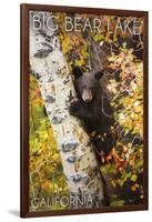 Big Bear Lake, California - Bear in Birch Tree-Lantern Press-Framed Art Print