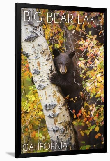 Big Bear Lake, California - Bear in Birch Tree-Lantern Press-Framed Art Print