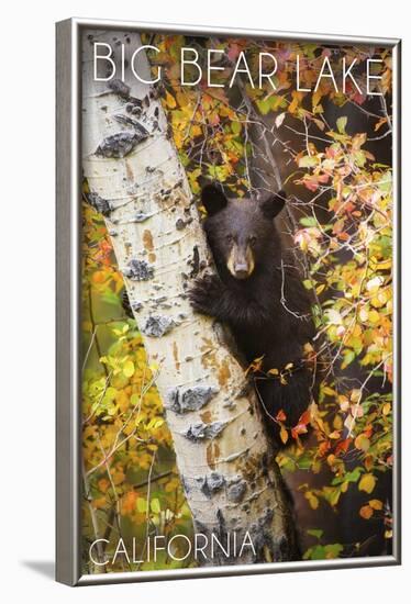 Big Bear Lake, California - Bear in Birch Tree-Lantern Press-Framed Art Print