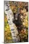 Big Bear Lake, California - Bear in Birch Tree-Lantern Press-Mounted Art Print
