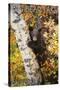 Big Bear Lake, California - Bear in Birch Tree-Lantern Press-Stretched Canvas
