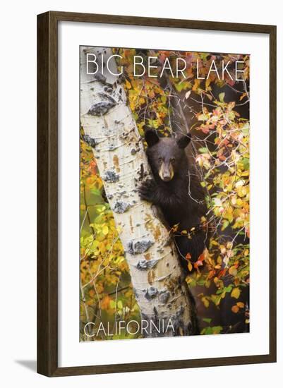 Big Bear Lake, California - Bear in Birch Tree-Lantern Press-Framed Art Print