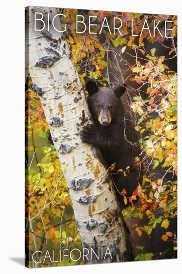 Big Bear Lake, California - Bear in Birch Tree-Lantern Press-Stretched Canvas