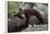Big Bear Lake, California - Black Bear in Tree-Lantern Press-Framed Art Print