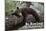 Big Bear Lake, California - Black Bear in Tree-Lantern Press-Mounted Art Print