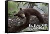 Big Bear Lake, California - Black Bear in Tree-Lantern Press-Framed Stretched Canvas