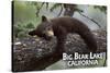 Big Bear Lake, California - Black Bear in Tree-Lantern Press-Stretched Canvas