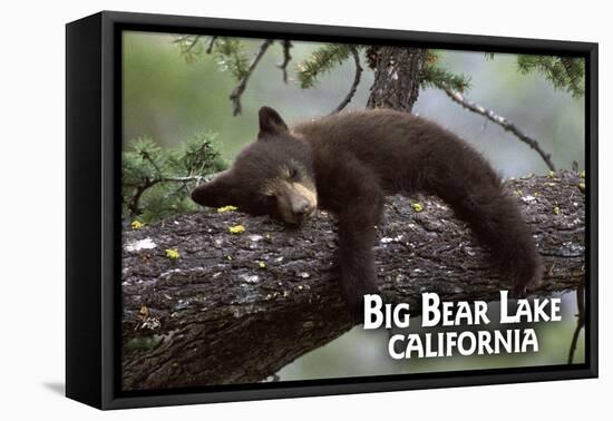 Big Bear Lake, California - Black Bear in Tree-Lantern Press-Framed Stretched Canvas