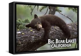 Big Bear Lake, California - Black Bear in Tree-Lantern Press-Framed Stretched Canvas