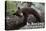 Big Bear Lake, California - Black Bear in Tree-Lantern Press-Stretched Canvas