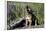 Big Bear Lake, California - Wolf Pup Howling-Lantern Press-Framed Art Print