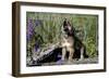 Big Bear Lake, California - Wolf Pup Howling-Lantern Press-Framed Art Print