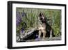 Big Bear Lake, California - Wolf Pup Howling-Lantern Press-Framed Art Print