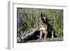 Big Bear Lake, California - Wolf Pup Howling-Lantern Press-Framed Art Print