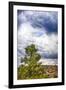 Big Beartree-Janice Sullivan-Framed Premium Giclee Print