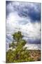 Big Beartree-Janice Sullivan-Mounted Premium Giclee Print