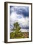 Big Beartree-Janice Sullivan-Framed Giclee Print