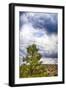 Big Beartree-Janice Sullivan-Framed Giclee Print