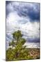 Big Beartree-Janice Sullivan-Mounted Giclee Print