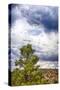 Big Beartree-Janice Sullivan-Stretched Canvas