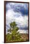 Big Beartree-Janice Sullivan-Framed Giclee Print