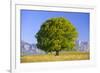 Big Beech as a Single Tree in the Spring-Wolfgang Filser-Framed Photographic Print