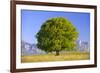 Big Beech as a Single Tree in the Spring-Wolfgang Filser-Framed Photographic Print