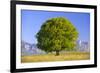 Big Beech as a Single Tree in the Spring-Wolfgang Filser-Framed Photographic Print