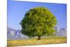 Big Beech as a Single Tree in the Spring-Wolfgang Filser-Mounted Photographic Print