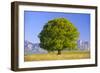 Big Beech as a Single Tree in the Spring-Wolfgang Filser-Framed Photographic Print