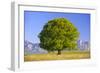 Big Beech as a Single Tree in the Spring-Wolfgang Filser-Framed Photographic Print