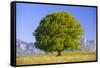 Big Beech as a Single Tree in the Spring-Wolfgang Filser-Framed Stretched Canvas