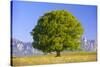 Big Beech as a Single Tree in the Spring-Wolfgang Filser-Stretched Canvas